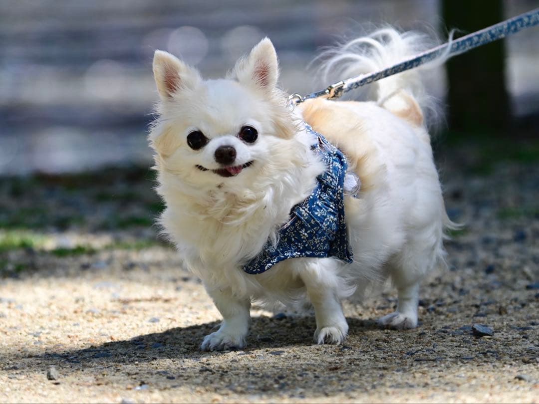 画像確認用　背中、全身伏せポーズ