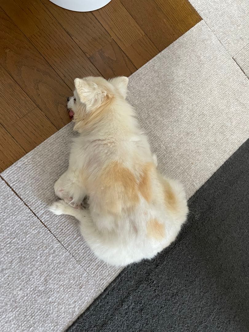 画像確認用　背中、全身伏せポーズ