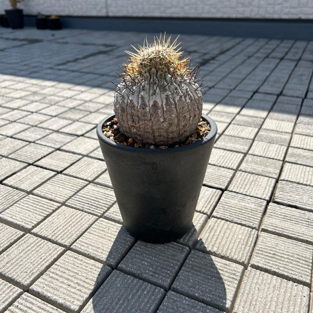 コピアポア黒王丸もしくは孤竜丸