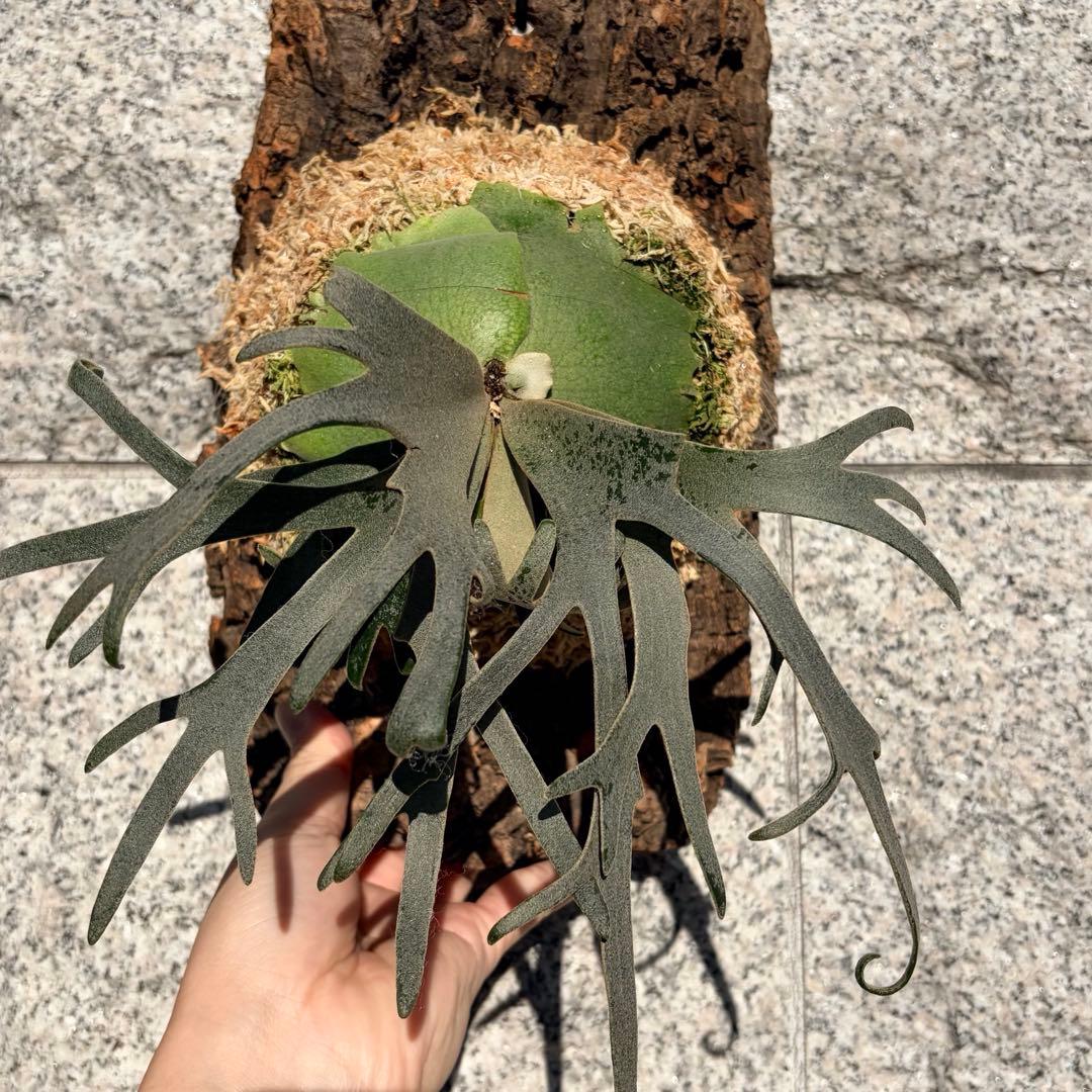 ビカクシダ willinckii jenny tc