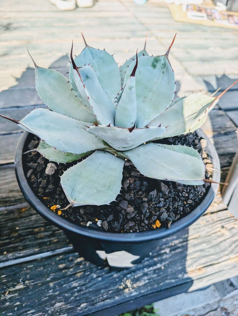 アガベ パリートランカータ メリクロン ハンティントン オルカ