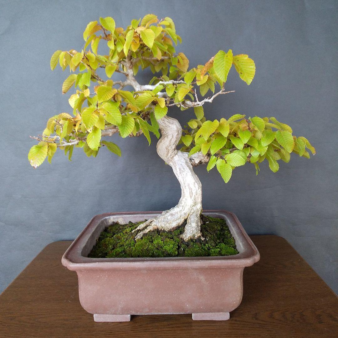 イワシデ盆栽 (岩四手盆栽)