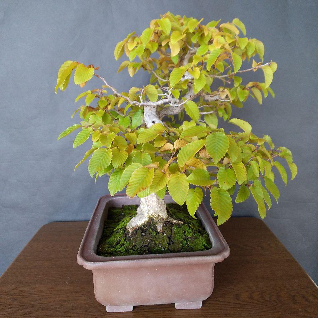 イワシデ盆栽 (岩四手盆栽)