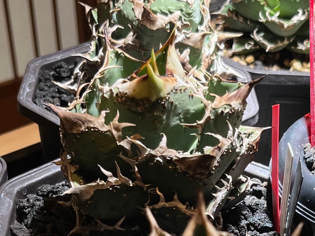 麻花龍　子株　アガベ　　plants by frame