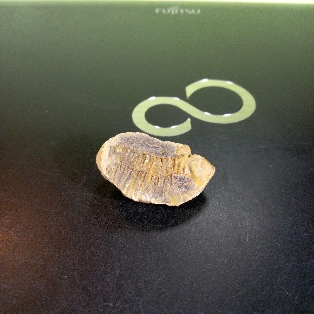 三葉虫　化石　fossil　海　ボリビア産　trilobite　海生動物分類⑥