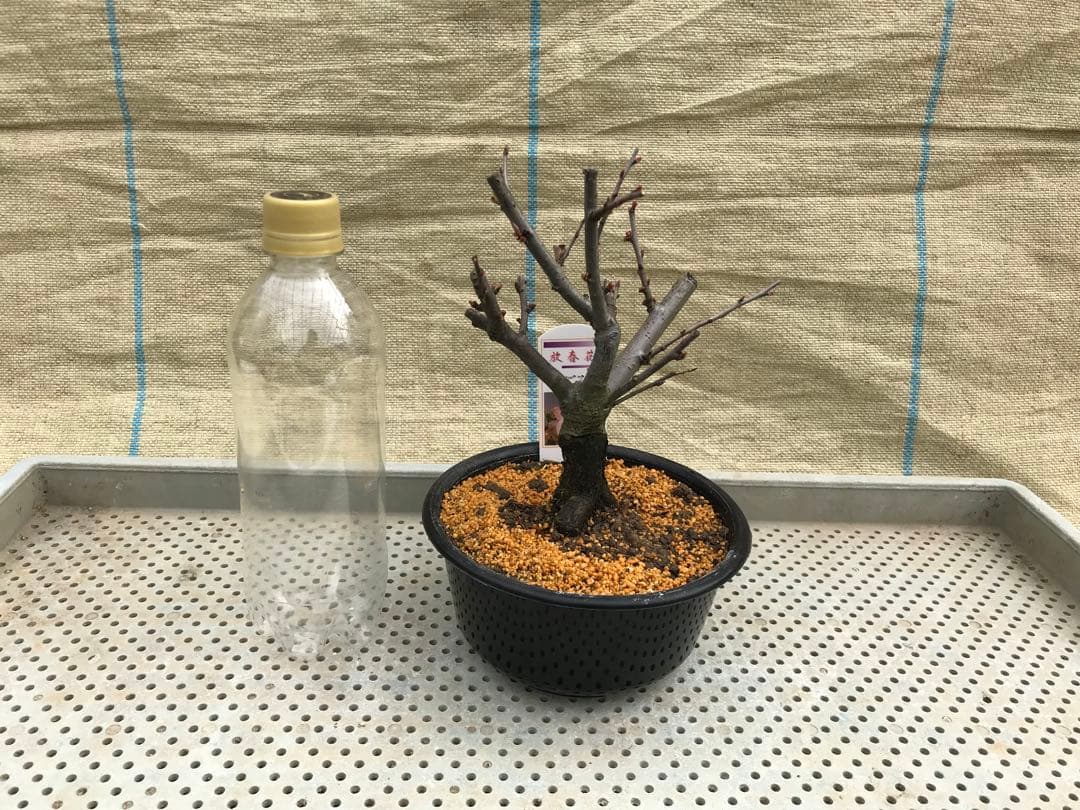 木瓜(ボケ)・放春花　5寸　6品種セット③