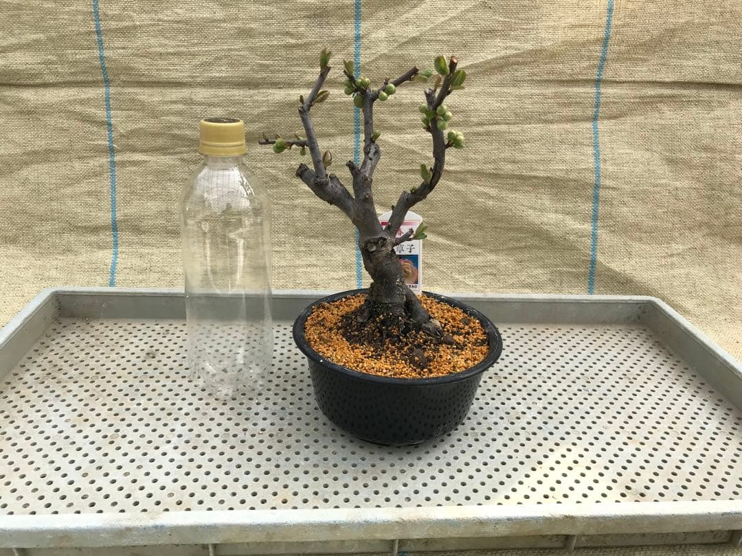 木瓜(ボケ)・放春花　5寸　6品種セット③