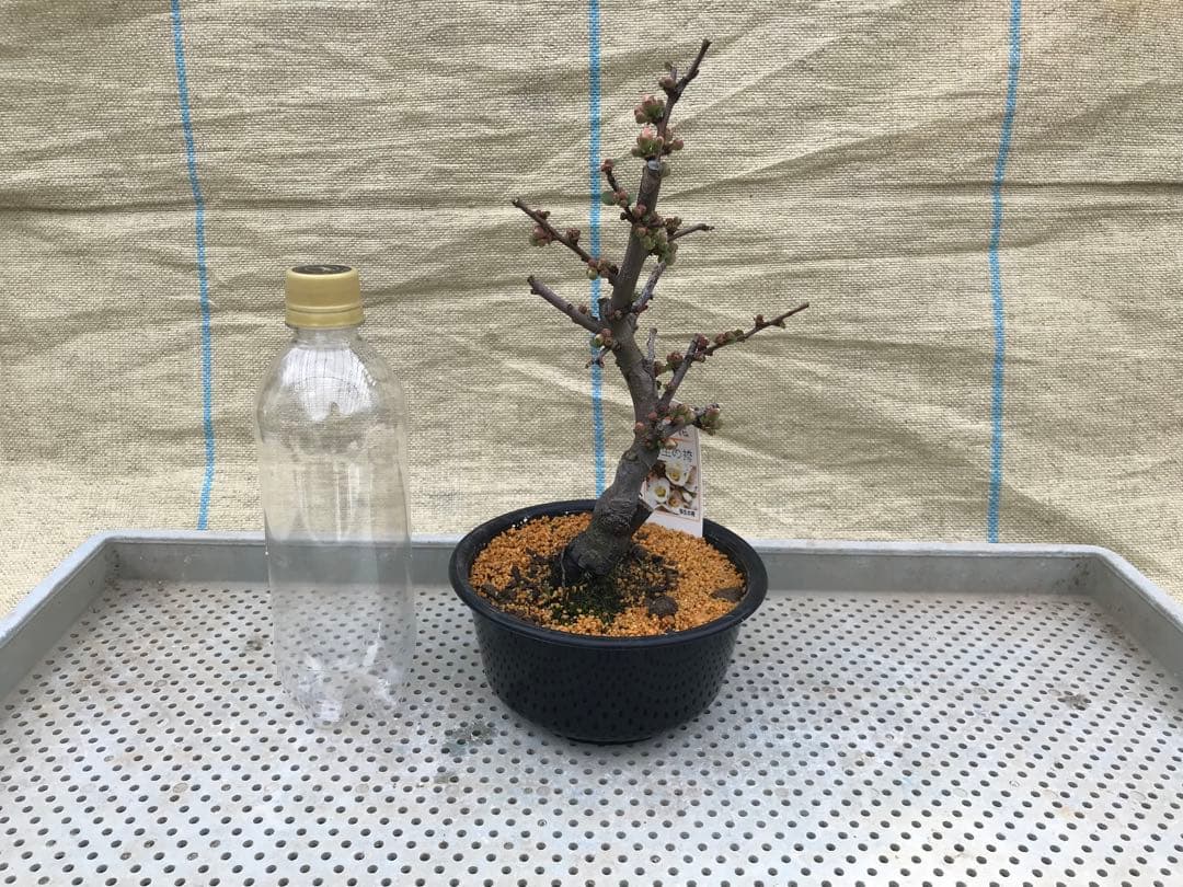 木瓜(ボケ)・放春花　5寸　6品種セット③