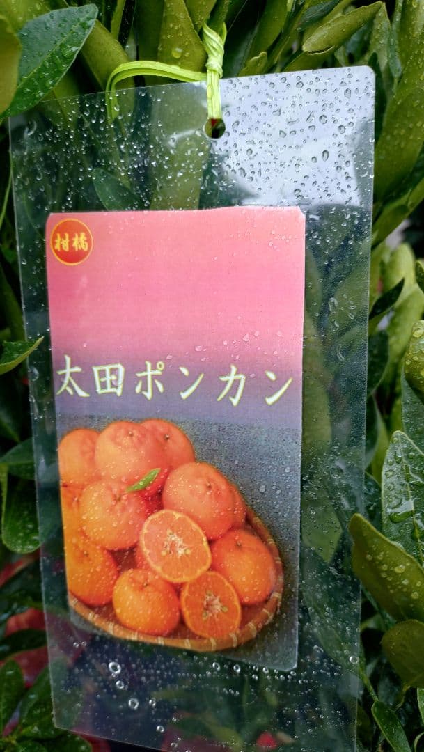 大人気企画！ポンカン ３年生 苗木＋ピンクレモネード苗木３年生セット販売