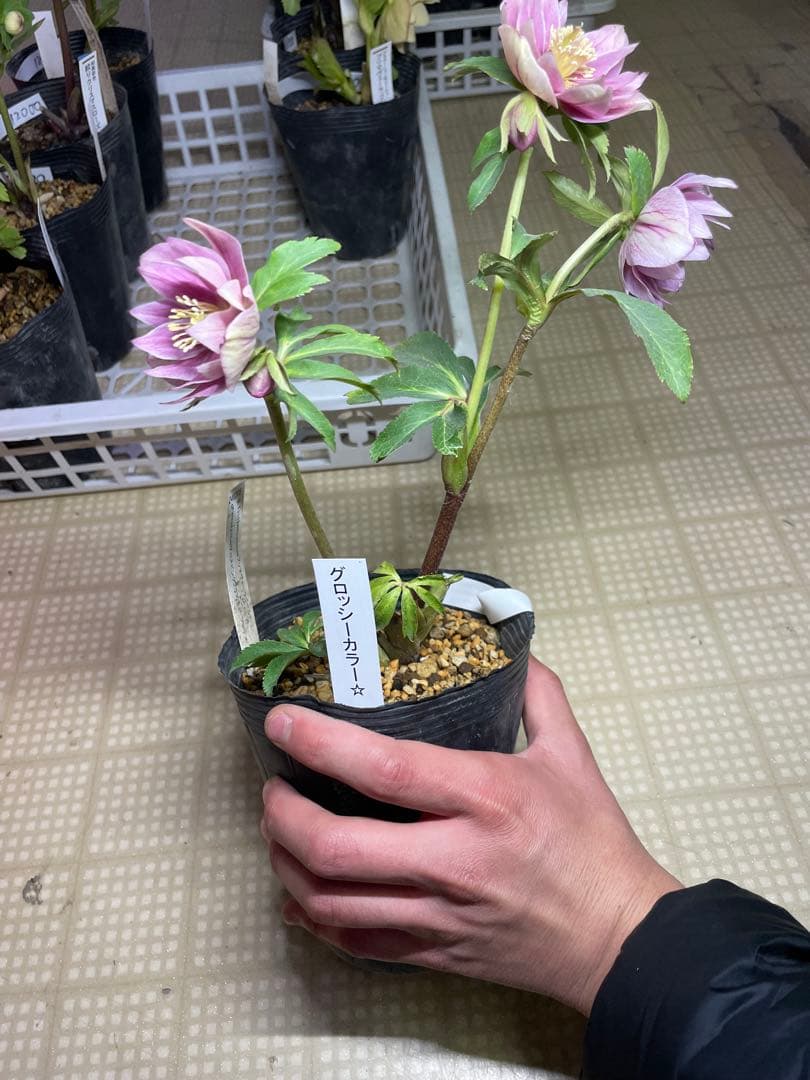 加藤農園 グロッシーカラー クリスマスローズ
