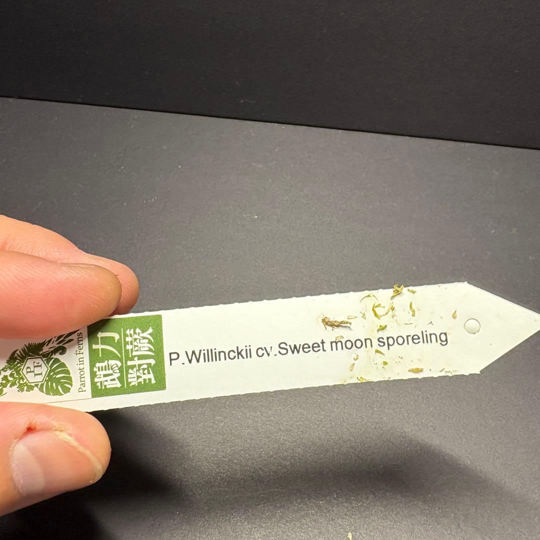 限定2株　P. willinckii ‘sweetmoon’ sporeling