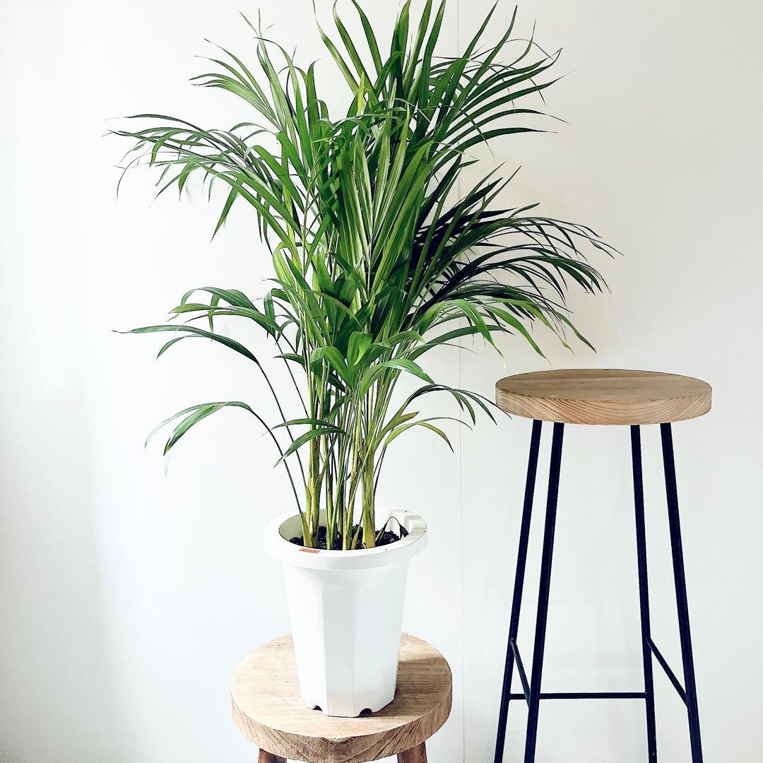 《人気商品》アレカヤシ 南国植物 観葉植物 大型 室内 calm cafe