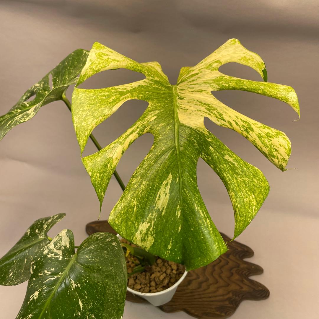 ア*)様 L009ホワイトモンスター 天津蘭 モンステラ斑入り