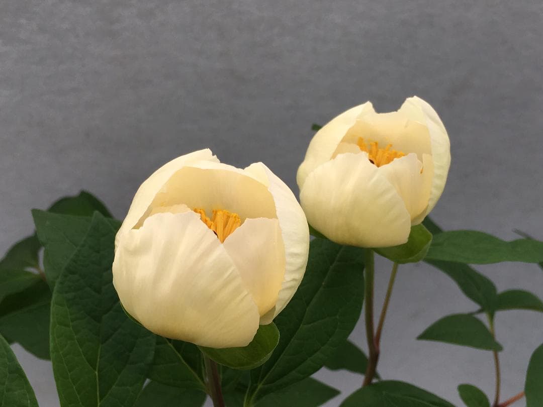 ＫＴＳ１◆【黄花多弁花】×【酸美人】◆交配ヤマシャクヤク（斑無し）◆実生5年生苗