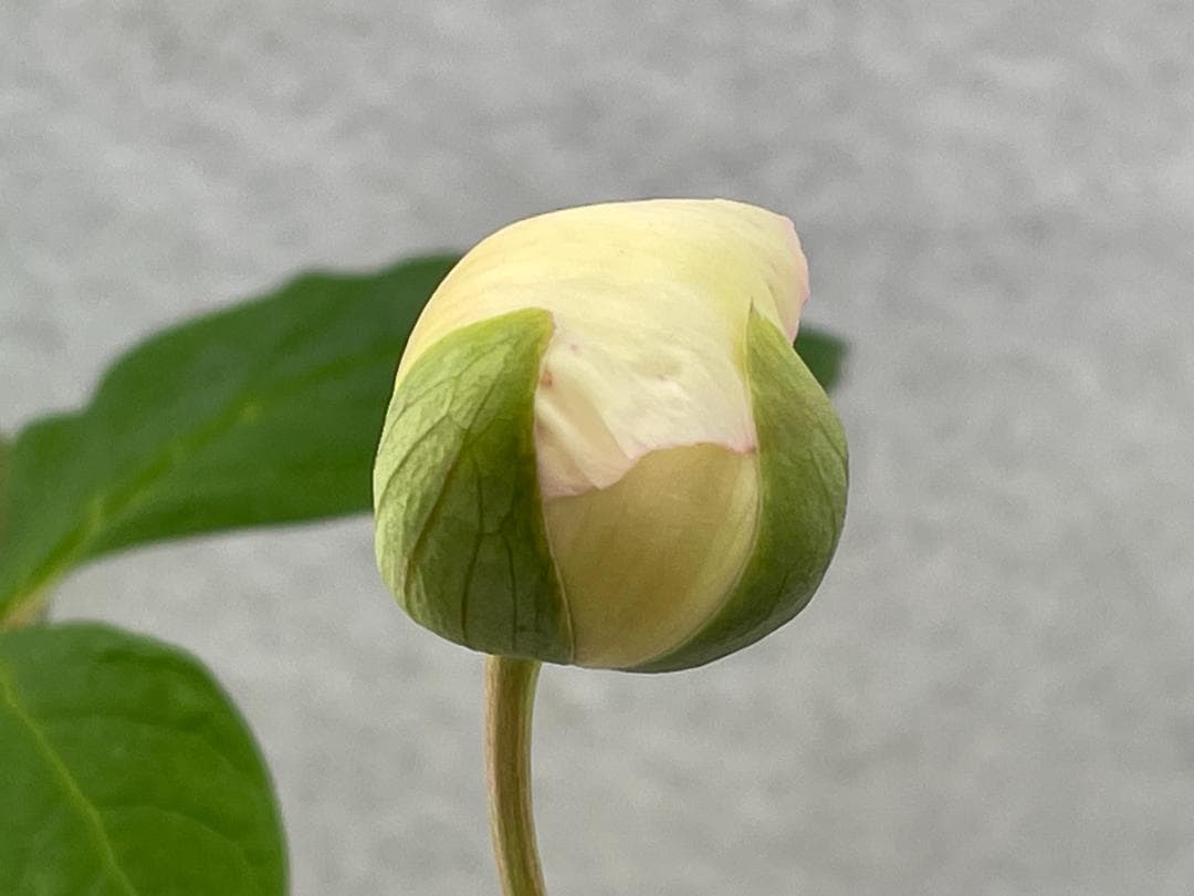 ＫＴＳ１◆【黄花多弁花】×【酸美人】◆交配ヤマシャクヤク（斑無し）◆実生5年生苗