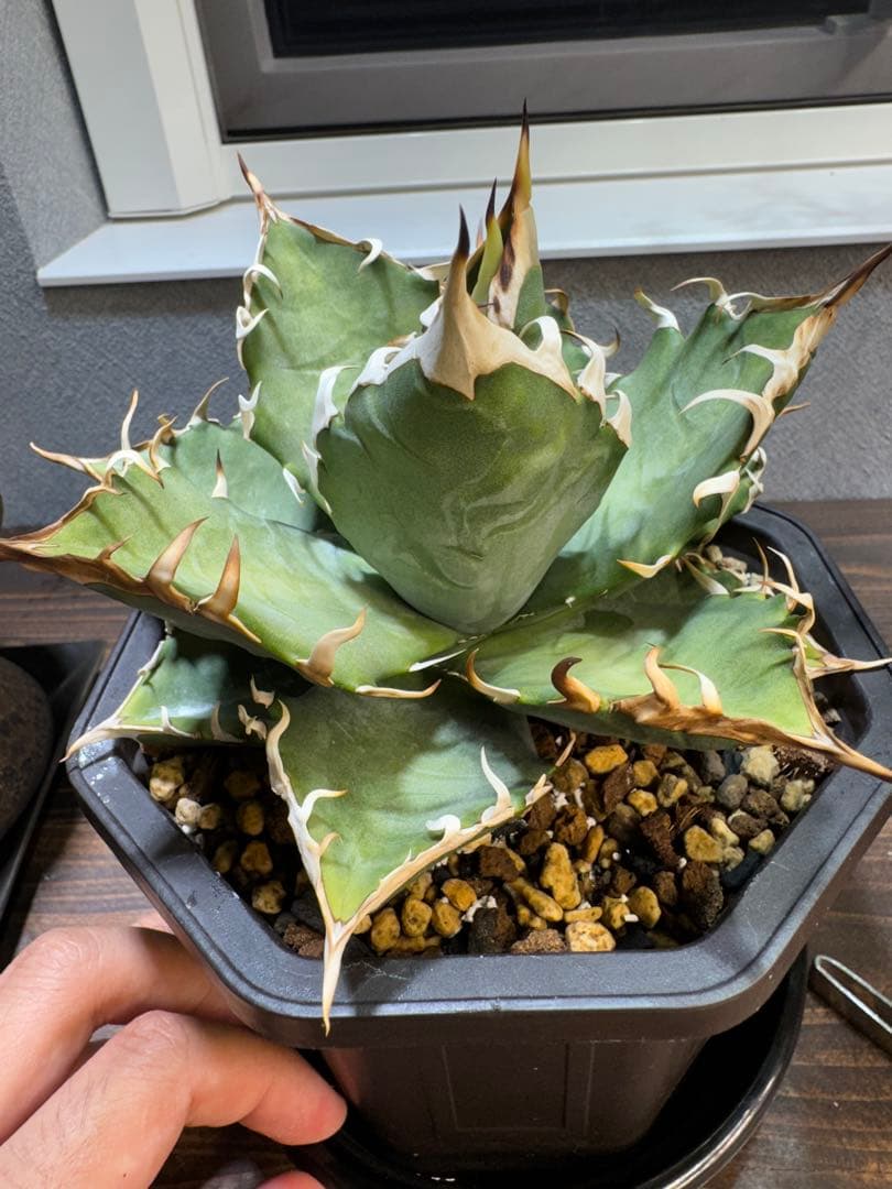 【実生選抜】アガベ オテロイ 大株