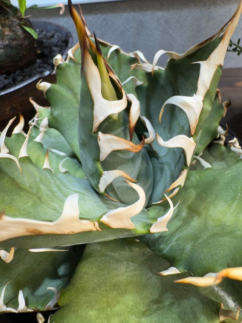 【実生選抜】アガベ オテロイ 大株