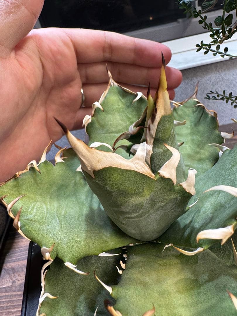 【実生選抜】アガベ オテロイ 大株