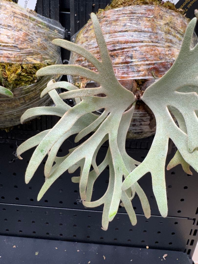 【平凡之鹿】ビカクシダ YMDS Totoro HHRナーセリータグ付け【板付