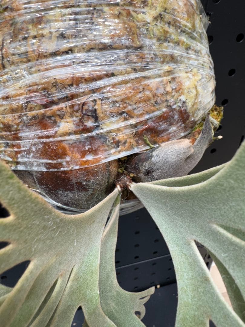 【平凡之鹿】ビカクシダ YMDS Totoro HHRナーセリータグ付け【板付