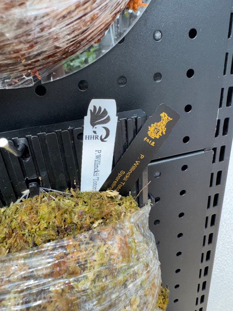 【平凡之鹿】ビカクシダ YMDS Totoro HHRナーセリータグ付け【板付