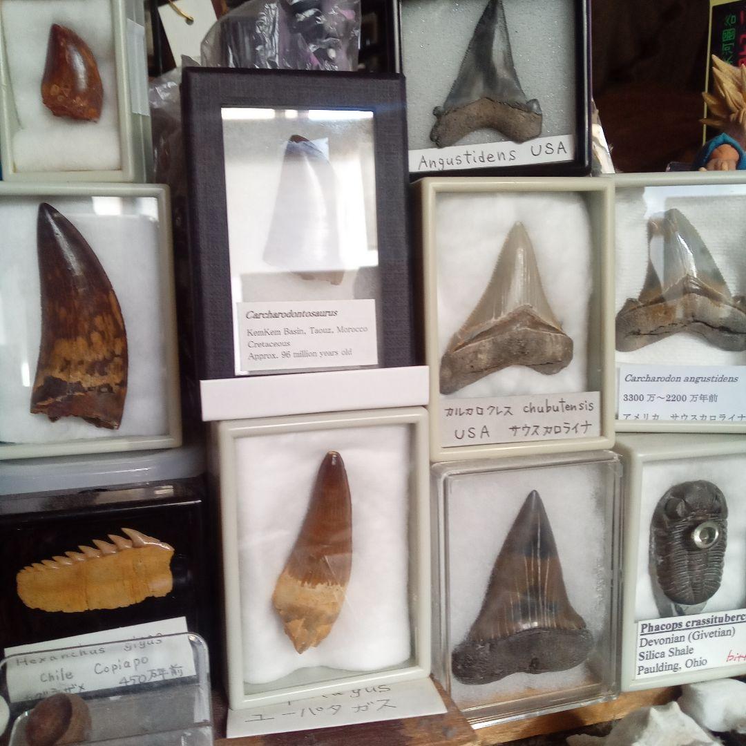 化石標本　絶滅種ワニ類　 ディロサウルス　極美麗