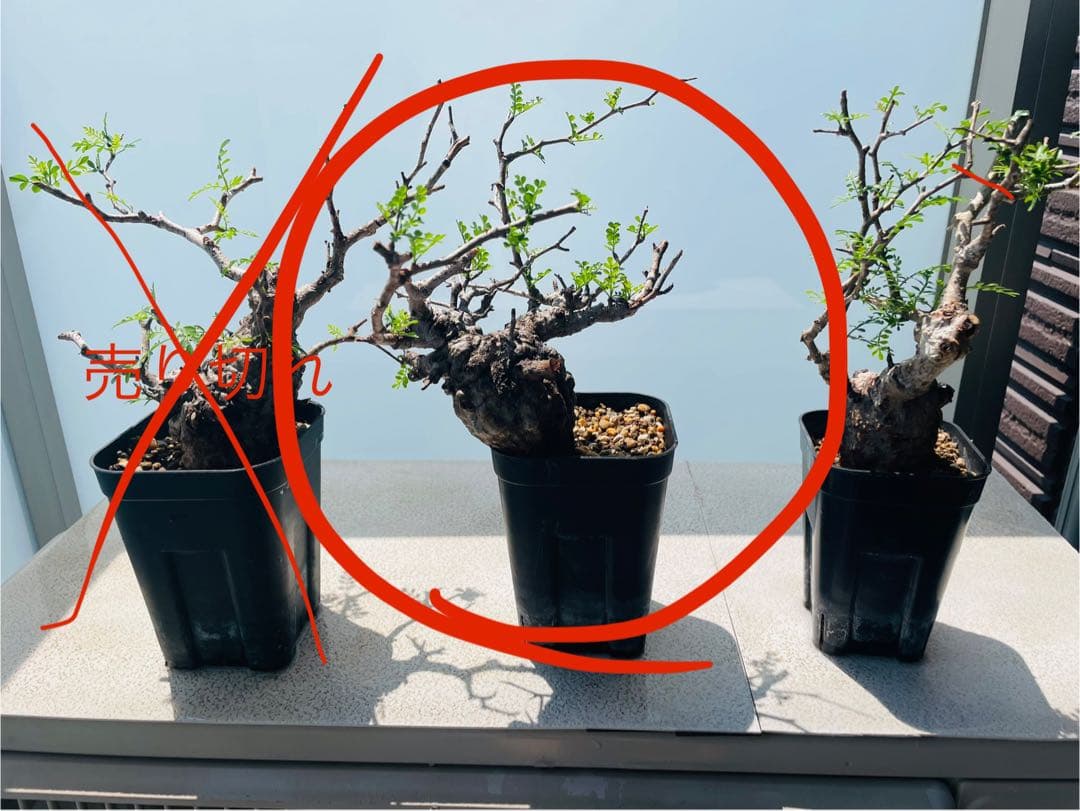 【価格見直し！】【発根済み限定3株】残り2株！オペルクリカリア・パキプス①