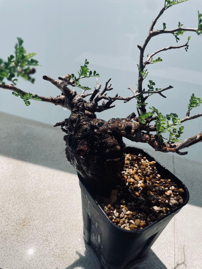 【価格見直し！】【発根済み限定3株】残り2株！オペルクリカリア・パキプス①