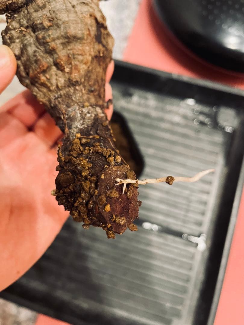 【価格見直し！】【発根済み限定3株】残り2株！オペルクリカリア・パキプス①