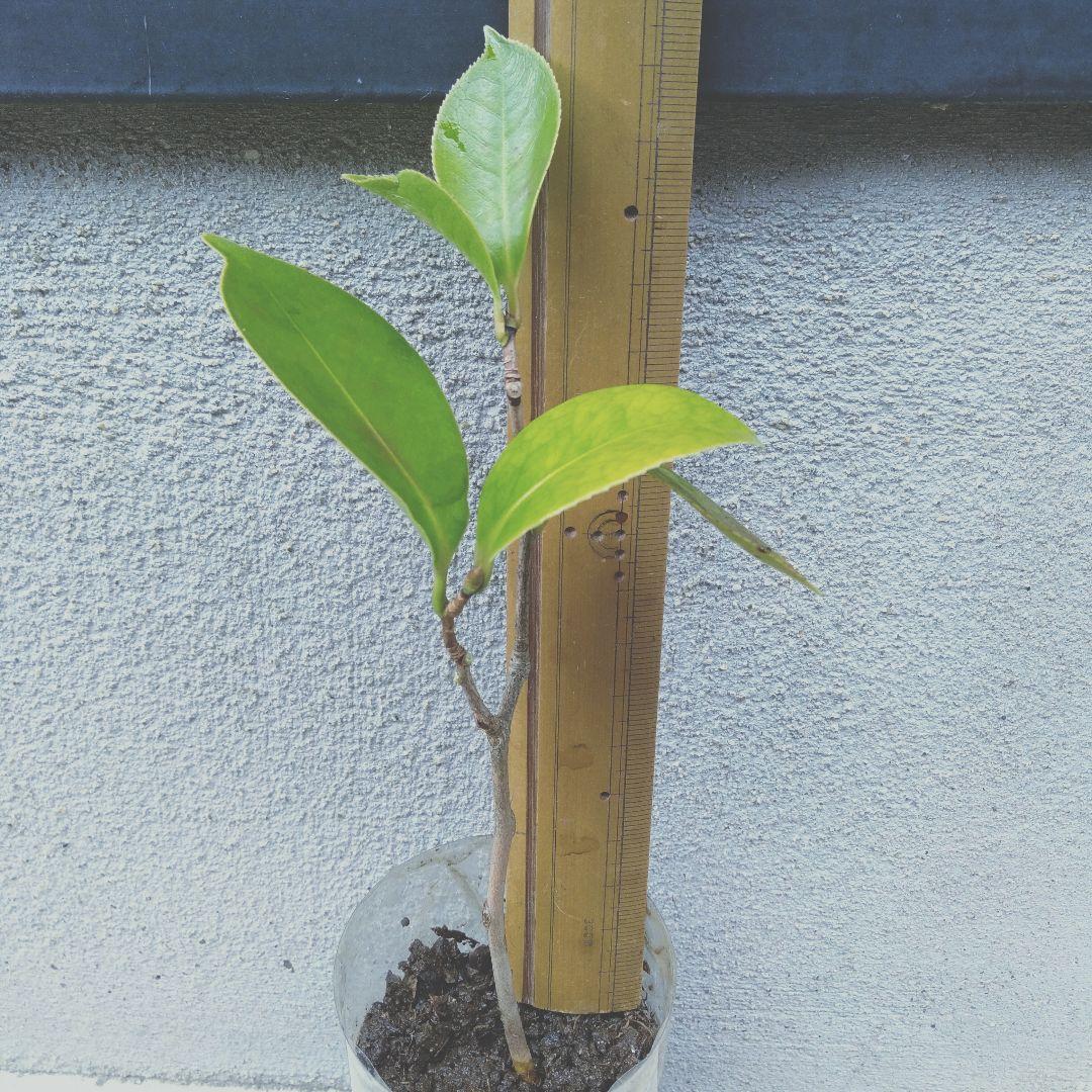 27●１５cm１本紅乙女椿根付発根苗　①送料込￥750［251224］