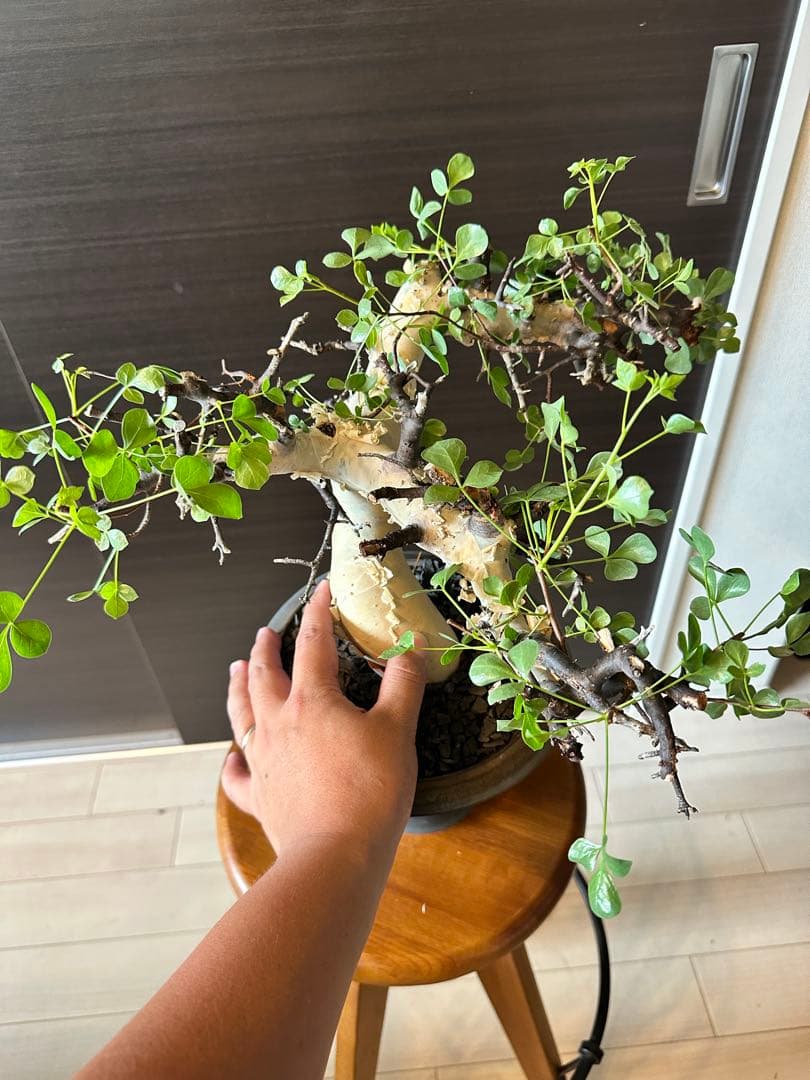 ぶ*た様 コミフォラ ピュア カタフ 極美株