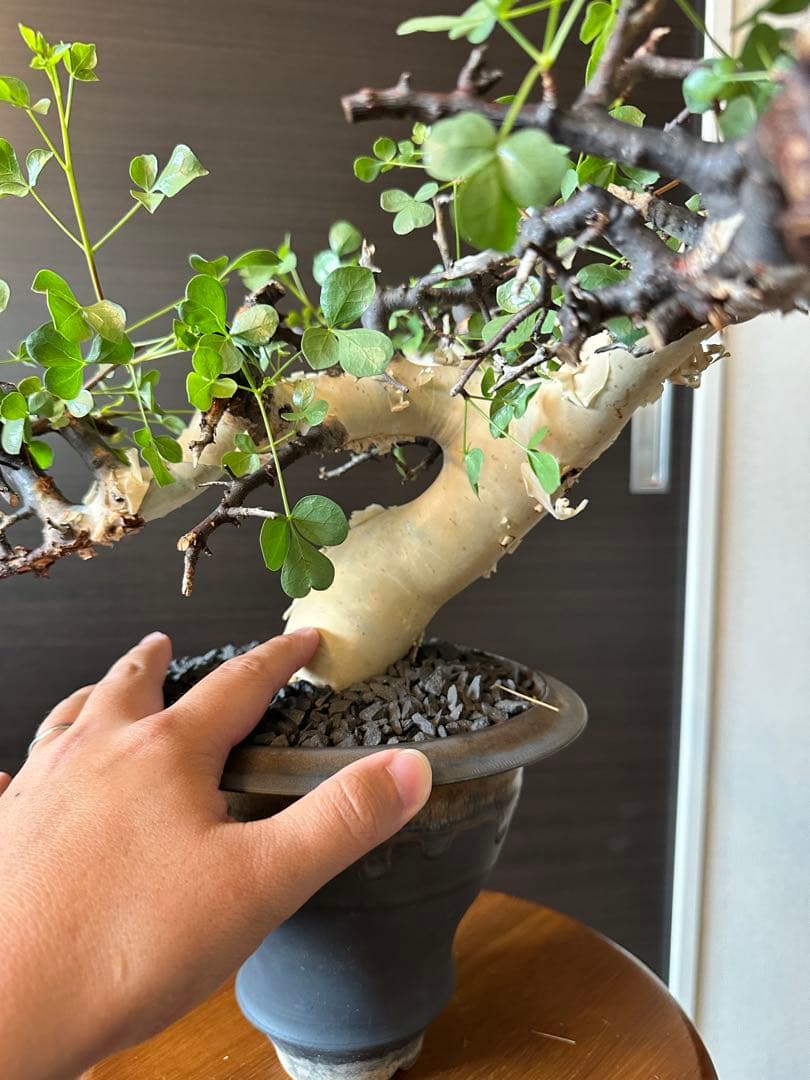 ぶ*た様 コミフォラ ピュア カタフ 極美株