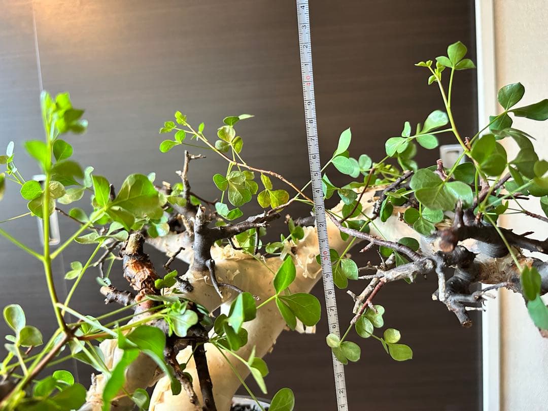 ぶ*た様 コミフォラ ピュア カタフ 極美株