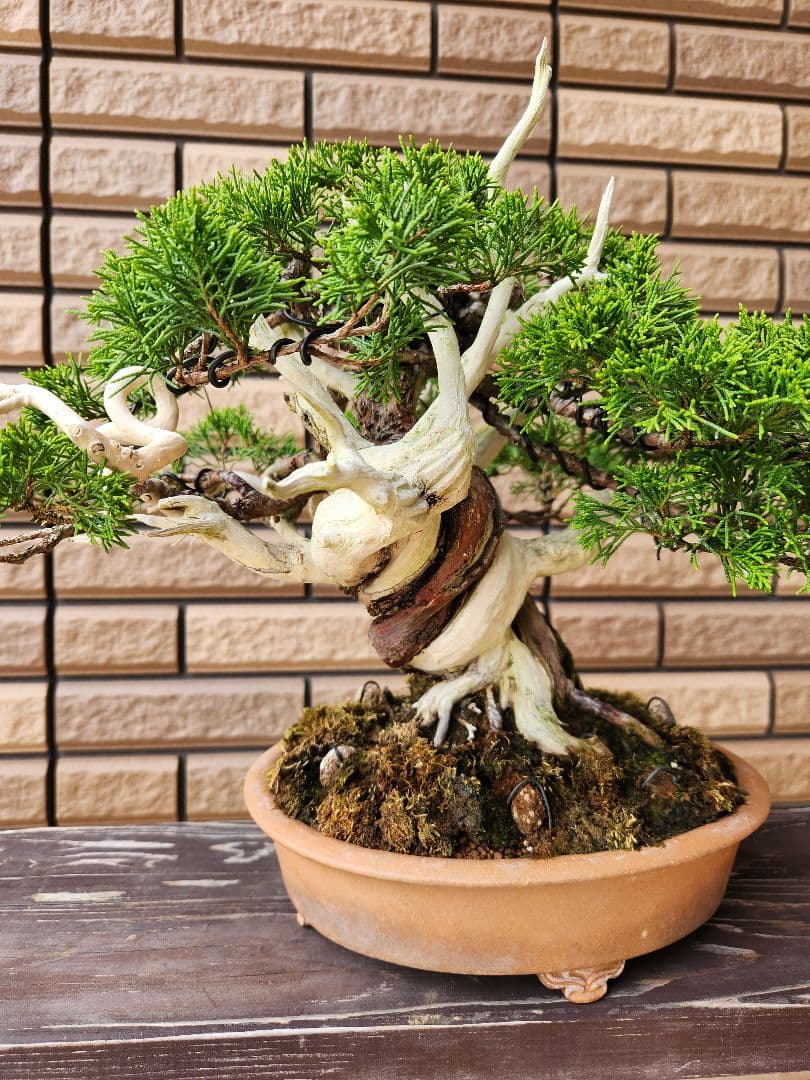 盆栽　真柏　盆栽鉢　苔