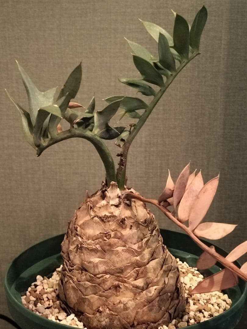 【manx】 エンセファラルトス ホリダス 南アフリカ産 大株