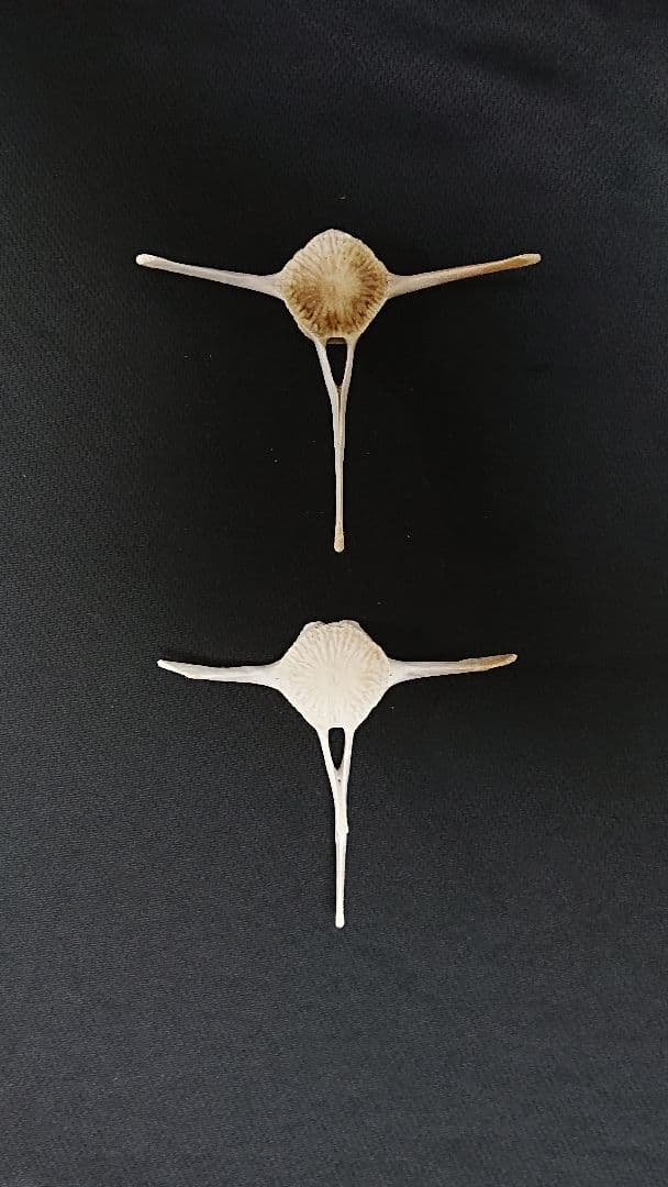 【希少】イルカの骨セット_4