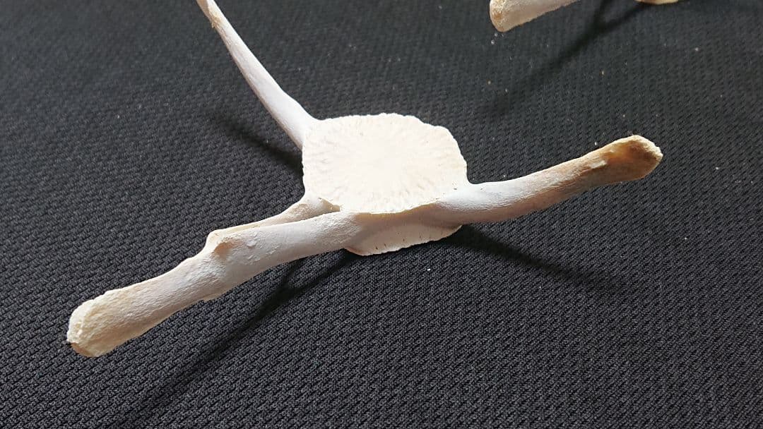 【希少】イルカの骨セット_4