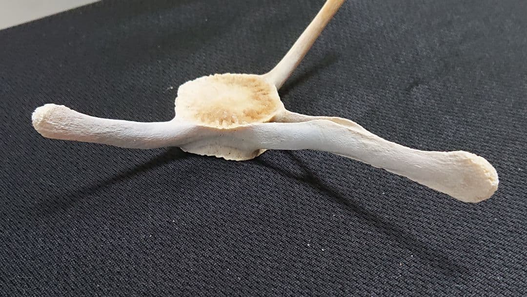 【希少】イルカの骨セット_4