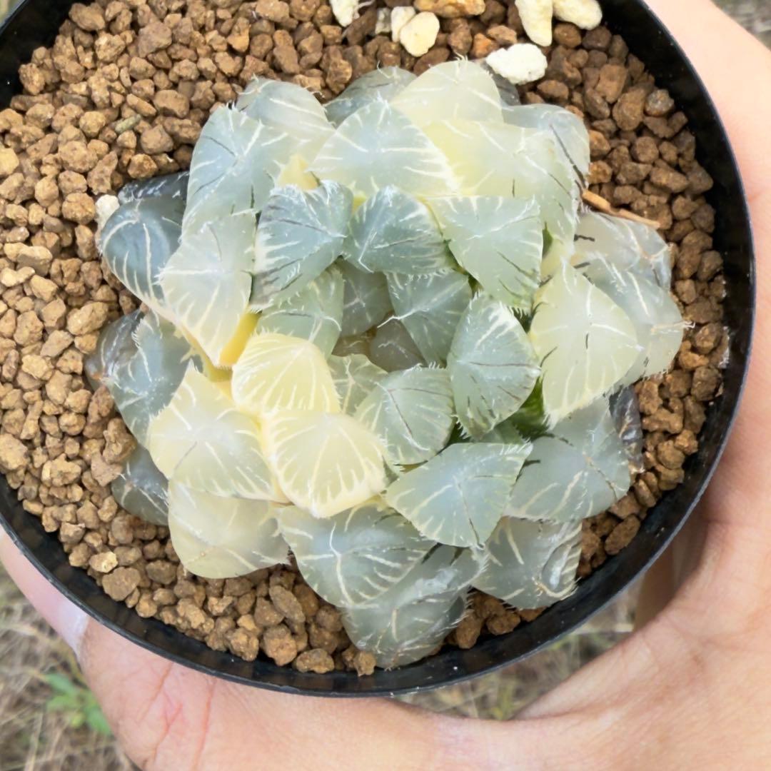 多肉植物 ハオルチア 赤線オブツーサ錦