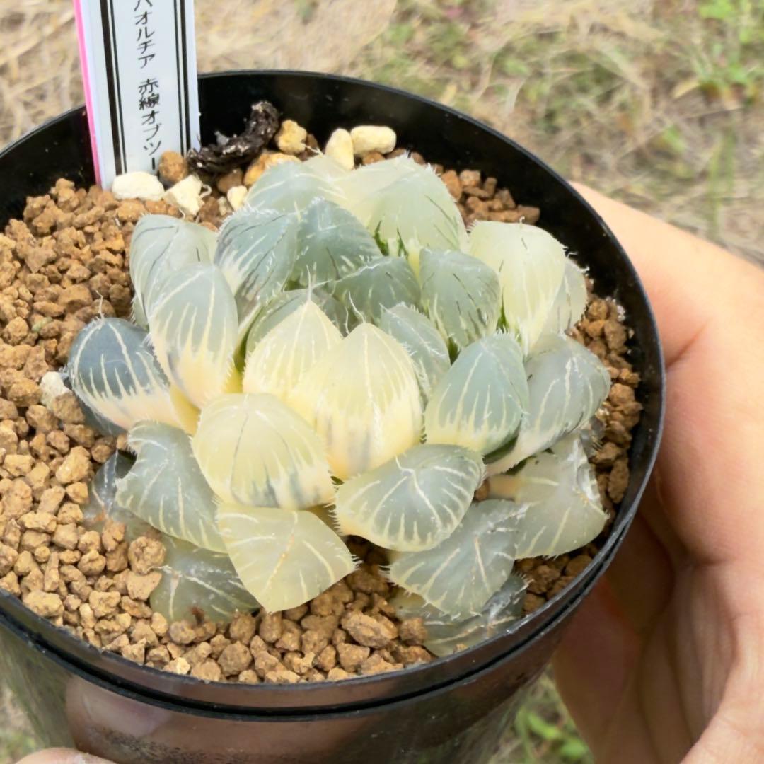 多肉植物 ハオルチア 赤線オブツーサ錦