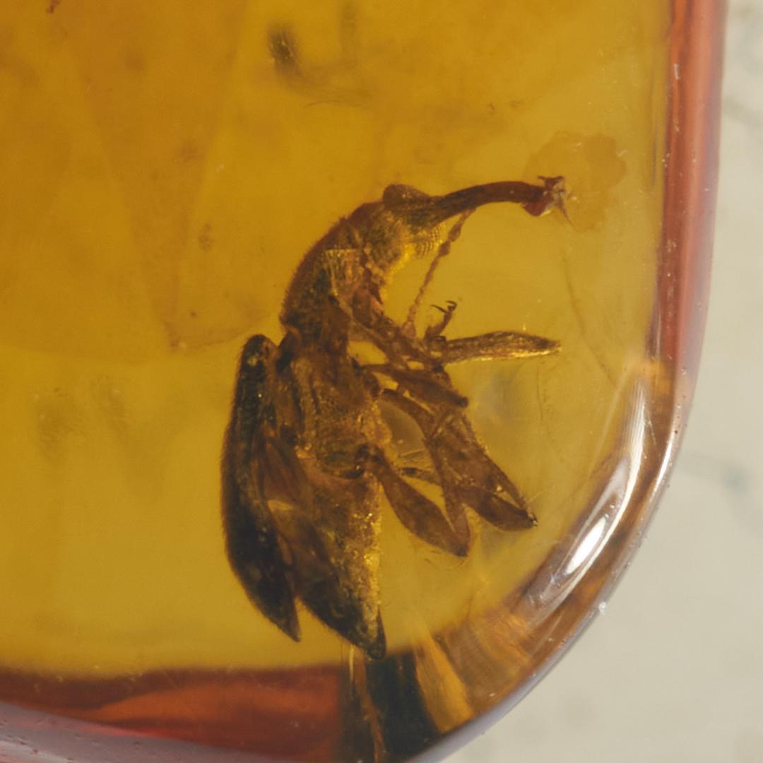 レア極上品 PA0035虫入り琥珀化石　ミャンマーカムティかタナイ9900万年前