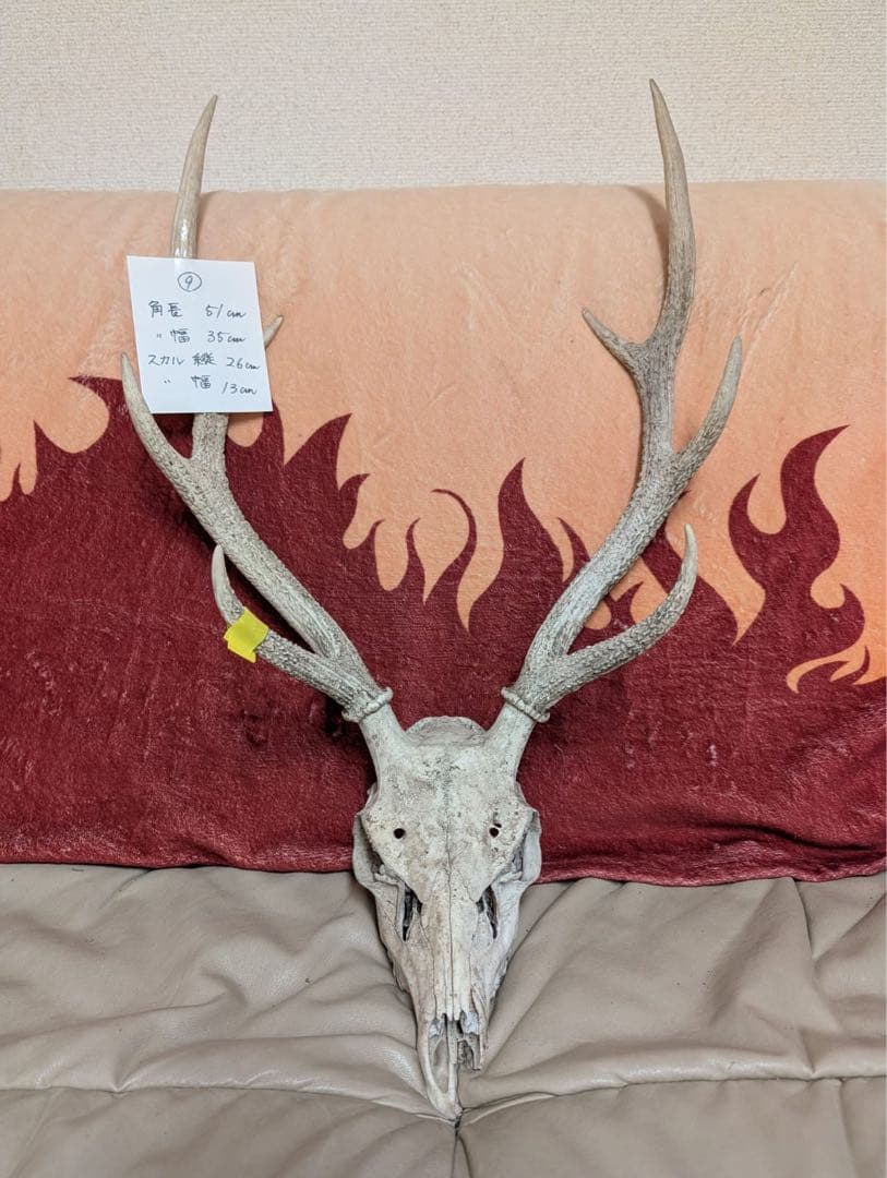 【19個限定】下栗の里　日本鹿　スカルNo.9