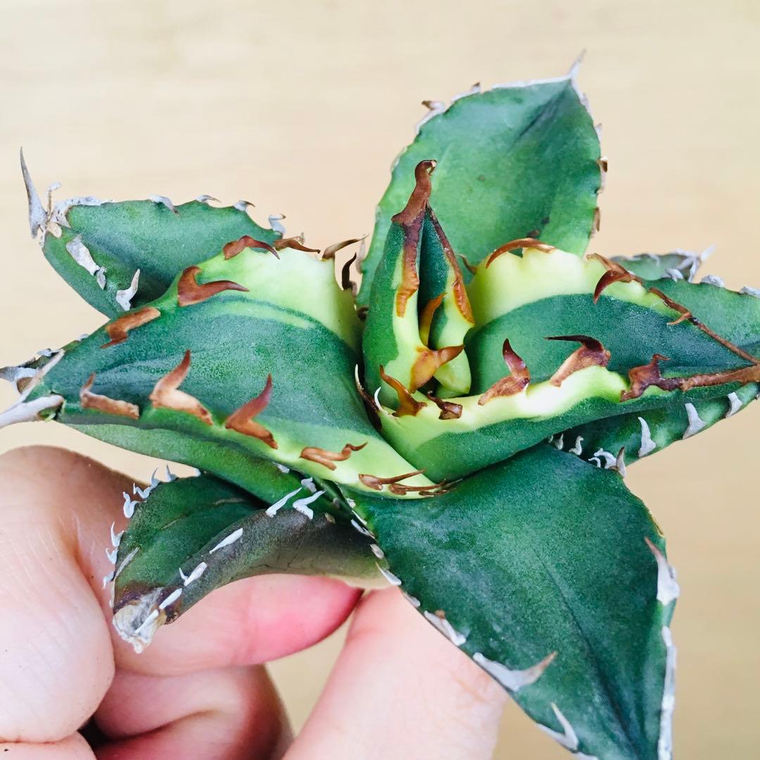 【稀少】3 老白鯨錦 黄覆輪斑 ソーラーエクリプス TC株 アガベ チタノタ錦