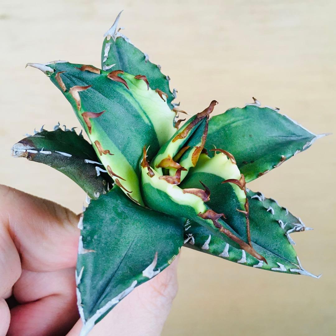 【稀少】3 老白鯨錦 黄覆輪斑 ソーラーエクリプス TC株 アガベ チタノタ錦