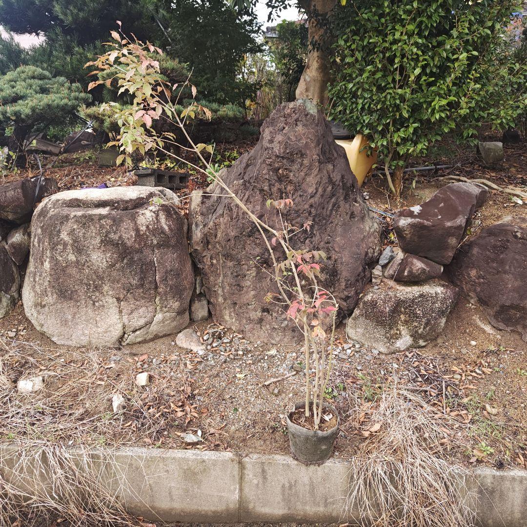 現品 アオダモ 株立 4本立ち