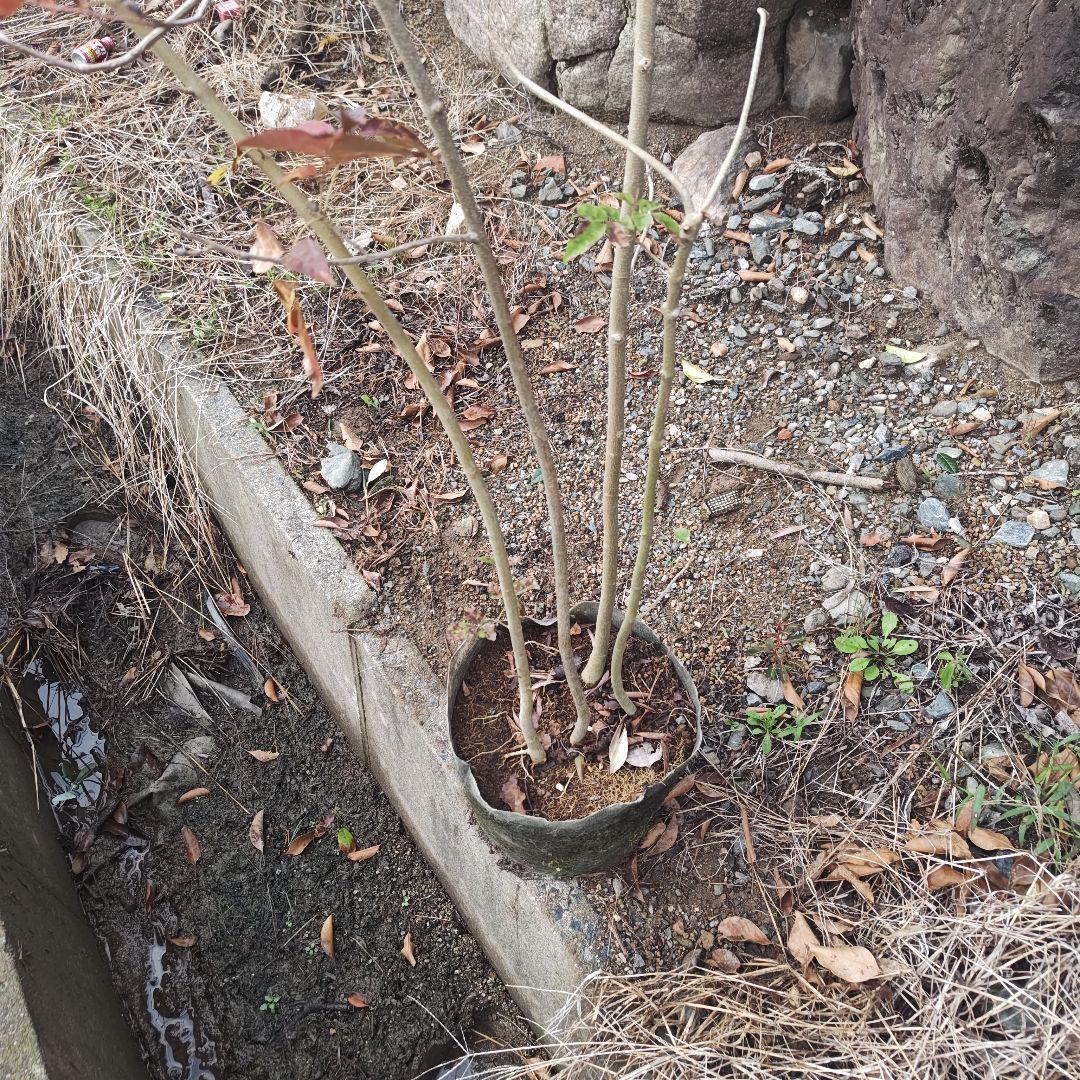 現品 アオダモ 株立 4本立ち