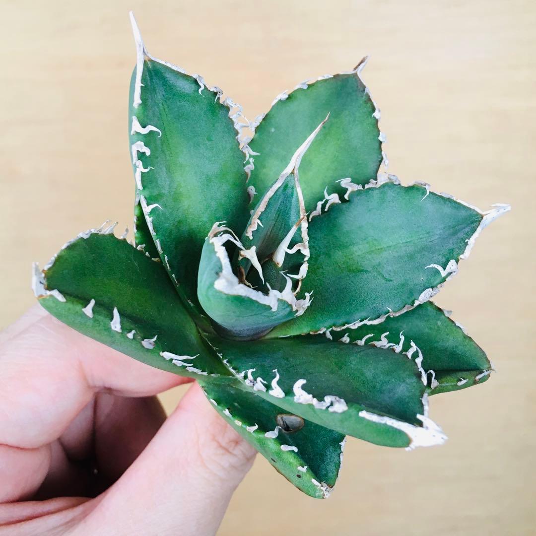 【稀少】5 巨歯鮫 巨歯鯊 メガロドン TC株 特選 アガベ チタノタ