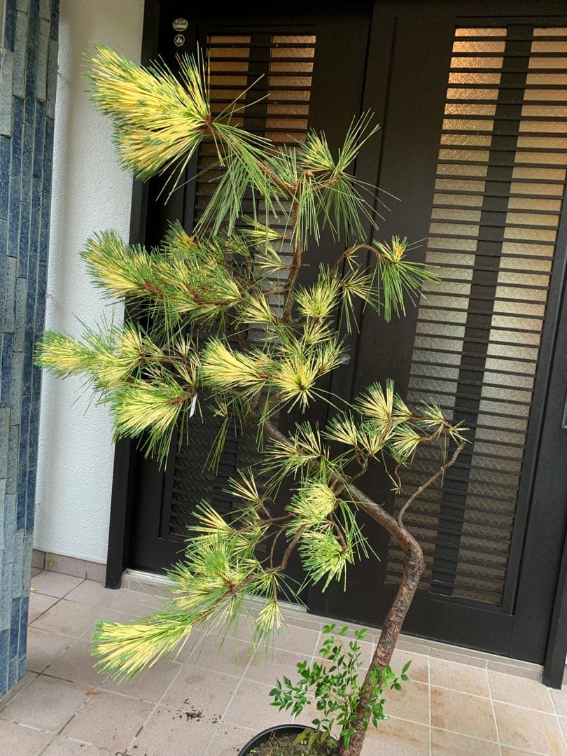 （取り引き限定）希少 蛇の目 五葉松 斑入り 花火 花吹雪