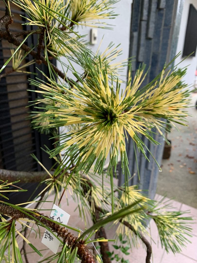 （取り引き限定）希少 蛇の目 五葉松 斑入り 花火 花吹雪