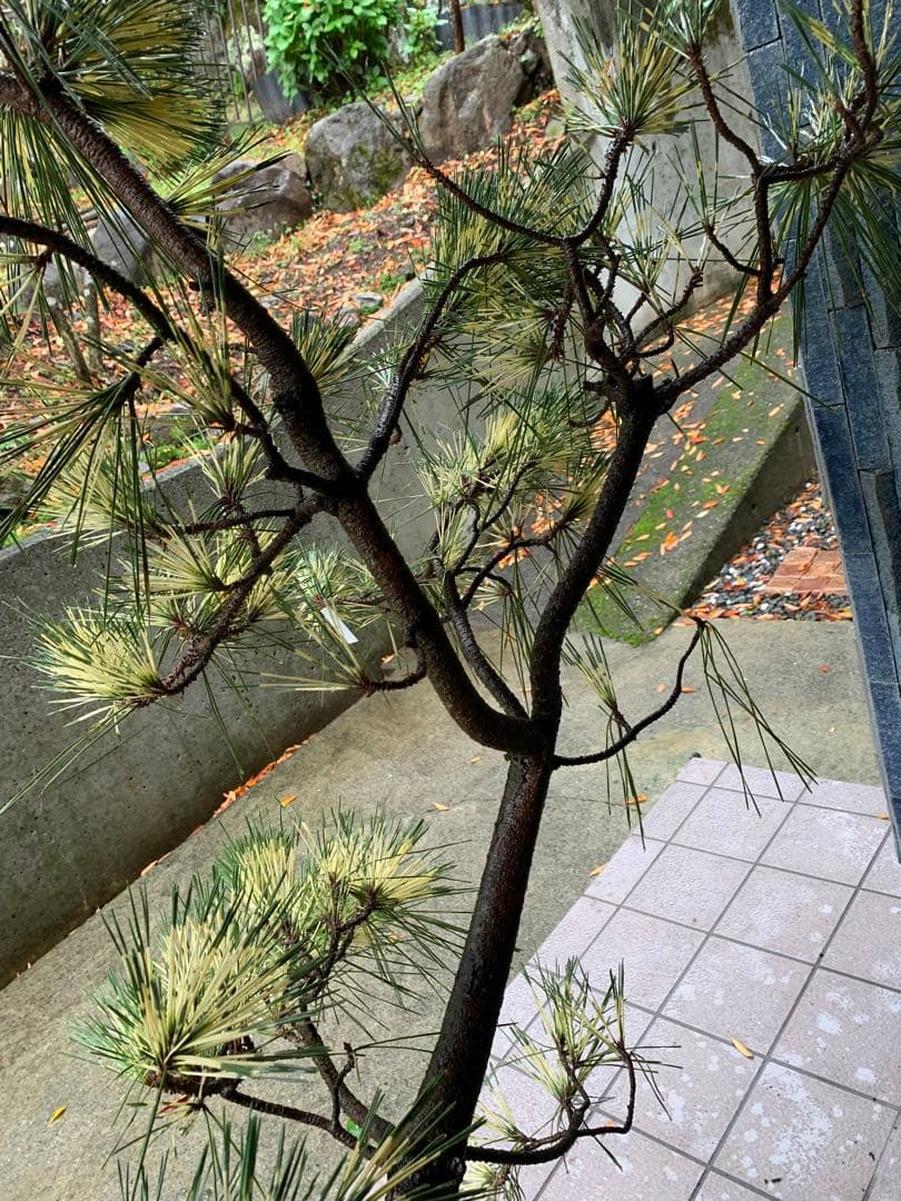 （取り引き限定）希少 蛇の目 五葉松 斑入り 花火 花吹雪